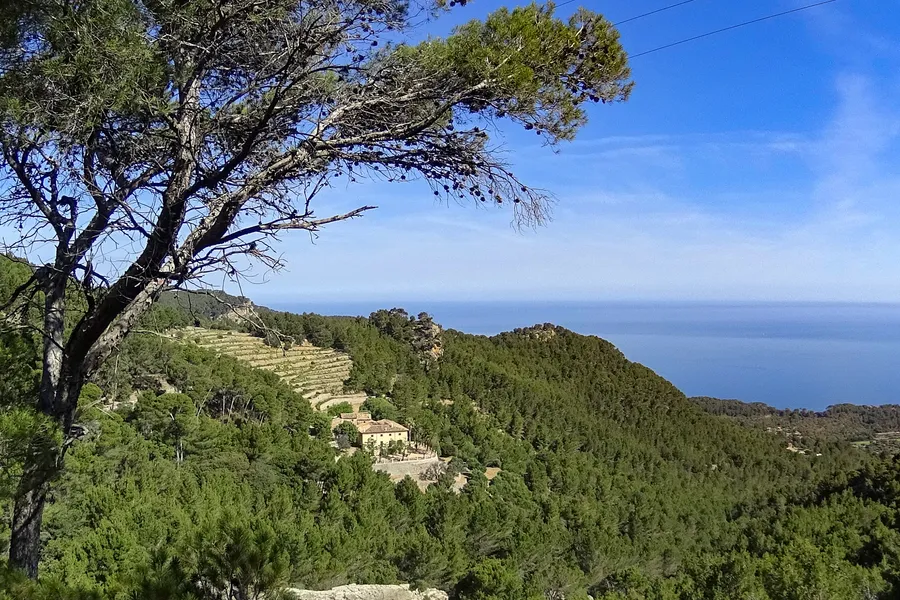 Blick durch die Äste einer Kiefer auf bewaldete Hänge der Serra de Tramuntana mit angelegten Terrassen und einem Landgut, dahinter das offene Meer.