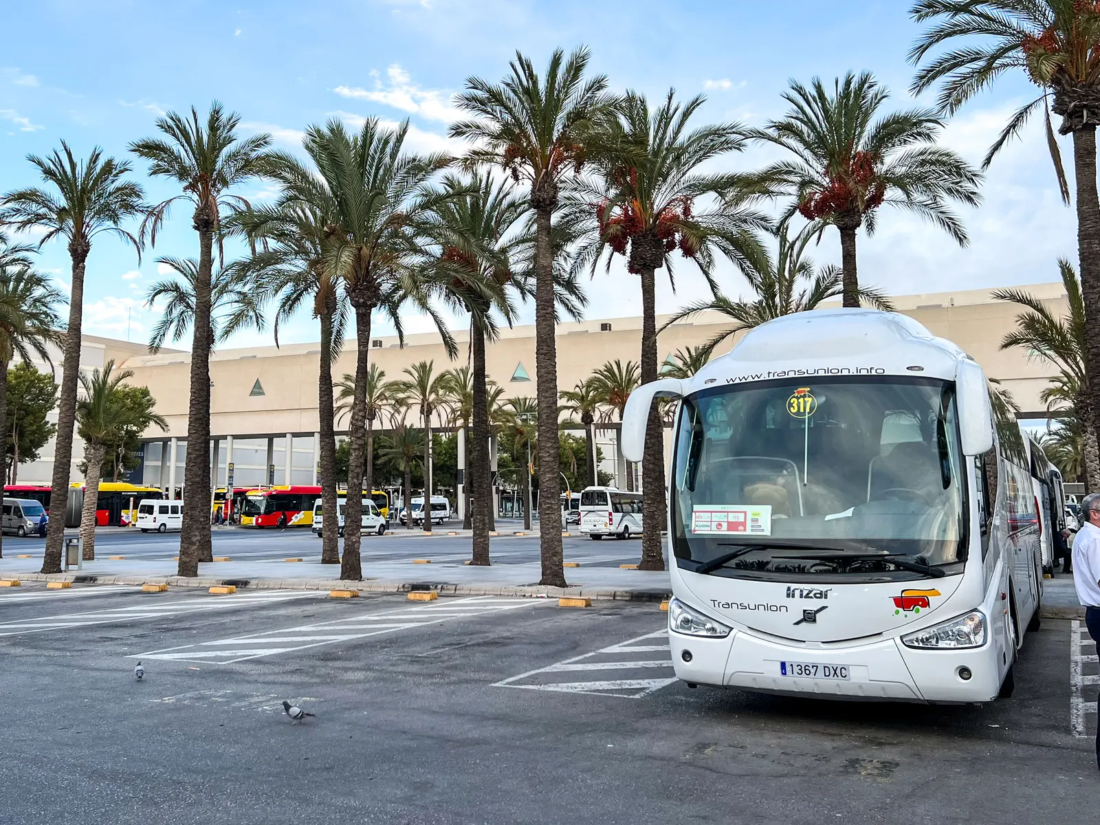 Reisebusse und Linienbusse vor dem Terminal des Flughafens Palma, davor eine Reihe hoher Palmen.