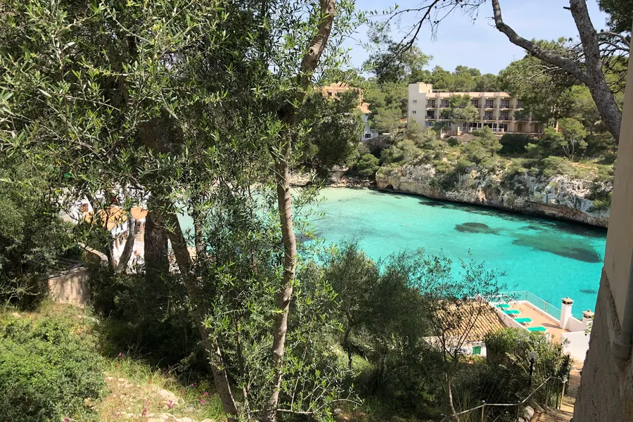 Blick von oben durch Kiefernzweige auf die Cala Santanyí mit leuchtend türkisfarbenem Wasser, hellem Strand und der Hotelbebauung am Hang.