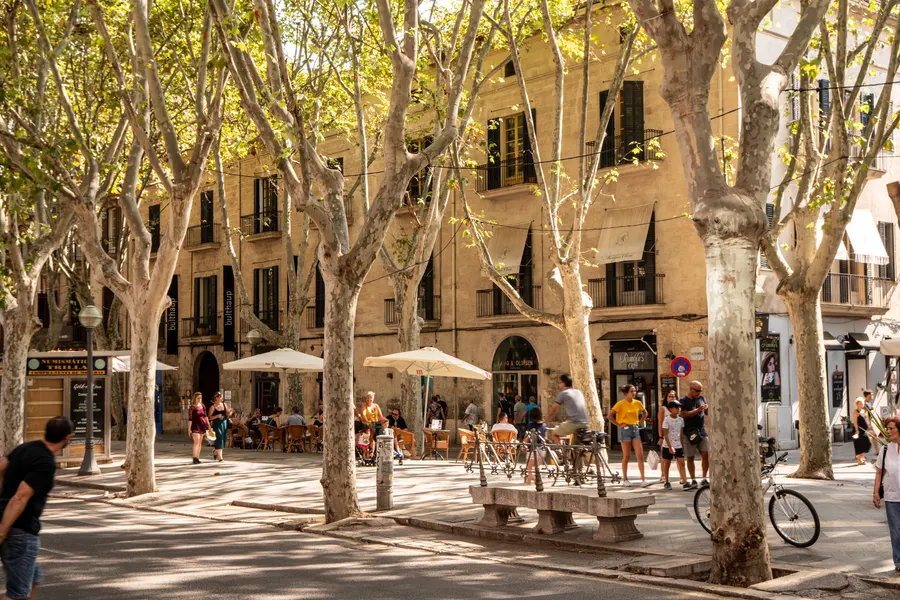 Die Allee La Rambla in Palma mit hohen Platanen, Steinbänken, Cafétischen und Fußgängern.

