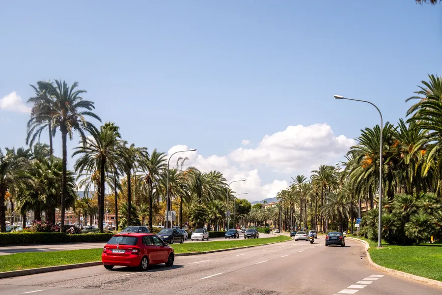 Breite Straße am Wasser in Palma mit einer doppelten Reihe hoher Palmen im Mittelstreifen.
