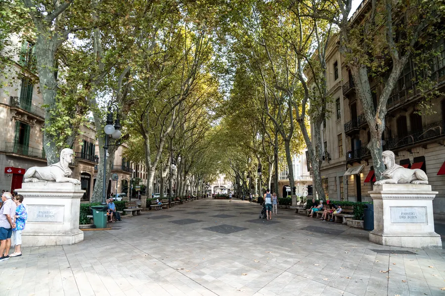 Blick über den Passeig del Born in Palma unter dem Blätterdach der Platanen, links und rechts steinerne Sphinxen auf Sockeln.
