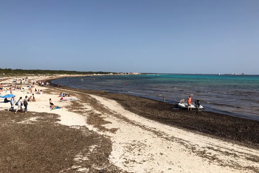 Flacher heller Sandstrand bei Sa Ràpita mit einer breiten Bank aus angeschwemmtem Seegras am Wasser, dahinter türkisfarbenes Meer.