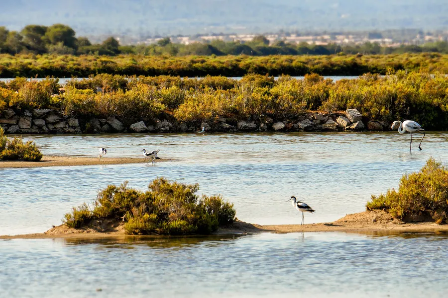 Flamingos und Stelzenläufer im flachen Wasser des Salobrar zwischen niedrigen Salzpflanzen und Sandbänken.