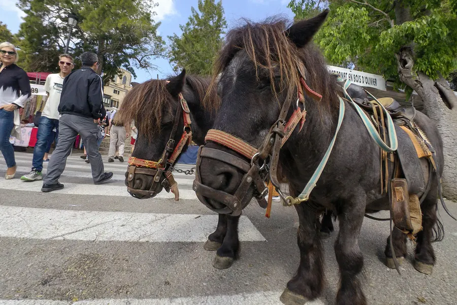 Zwei angeschirrte Pferde mit Kummet und Maulkorb am Rand des Marktes von Sineu, dahinter Besucher und Marktstände.
