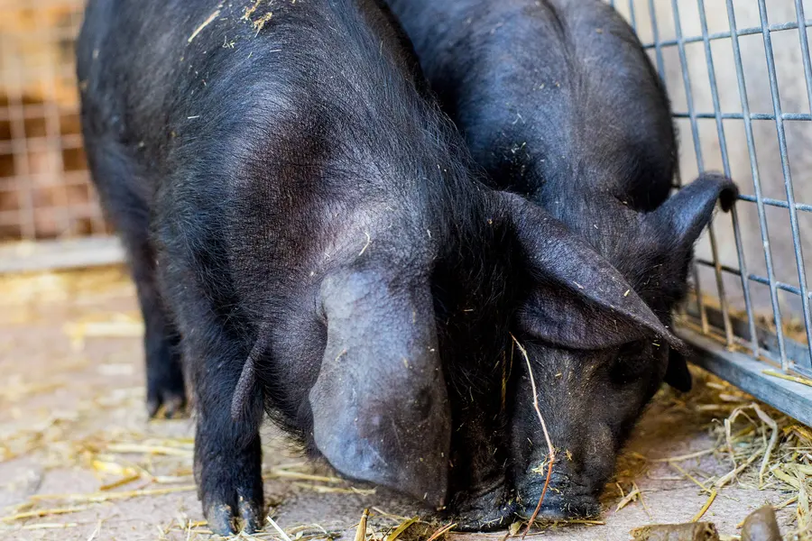 Zwei schwarze mallorquinische Schweine im Stroh hinter einem Metallgatter auf dem Viehmarkt von Sineu.