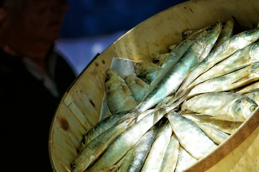 Frische silbrige Fische, kreisförmig in einer großen Messingschale angeordnet.